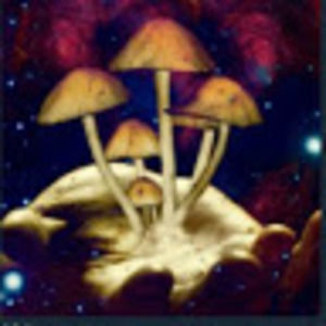 Meet your Posher, Lance